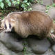 Illustration for article titled Monday Mustelid - Meles anakuma Edition